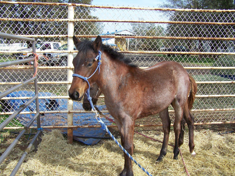 Give a gift that matters: a donation in your friend's name. Your donation would allow us to purchase 4 weanling size rope halters.  