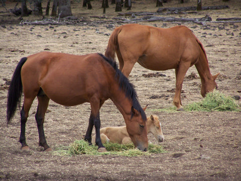 Give a gift that matters: a donation in your friend's name. Your donation will allow us to purchase hay and minerals for the horses and burros, when their natur