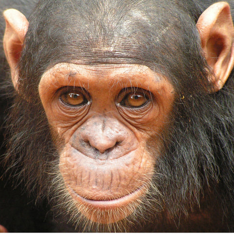 Give a gift that matters: a donation in your friend's name. This gift will provide two days of fruit and formula for a baby orphaned chimpanzee.