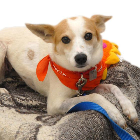 Give a gift that matters: a donation in your friend's name. Here at the ASPCA, we are committed to finding a permanent, loving home for every adoptable dog or c