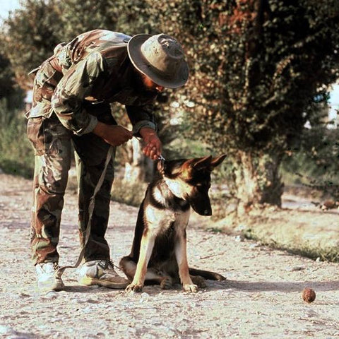 Give a gift that matters: a donation in your friend's name. Adopt-A-Minefield has supported canine demining teams in Afghanistan since 2001.  AAM developed the 