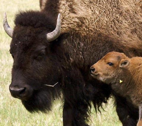 Give a gift that matters: a donation in your friend's name. $5,000 covers the cost of one satellite collar, allowing us to better monitor our bison herd and sha