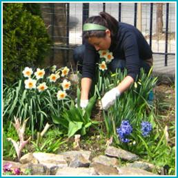 Give a gift that matters: a donation in your friend's name. Delphinium provides vibrant color in parks and gardens, attracting bumblebees and butterflies, which