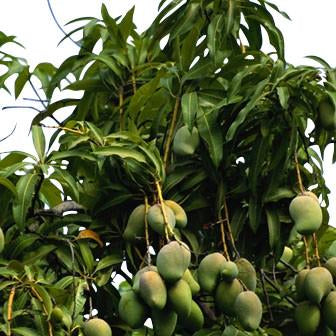 Give a gift that matters: a donation in your friend's name. Twenty fruit trees providing pears, apples, peaches and/or avocados would dramatically increase a lo