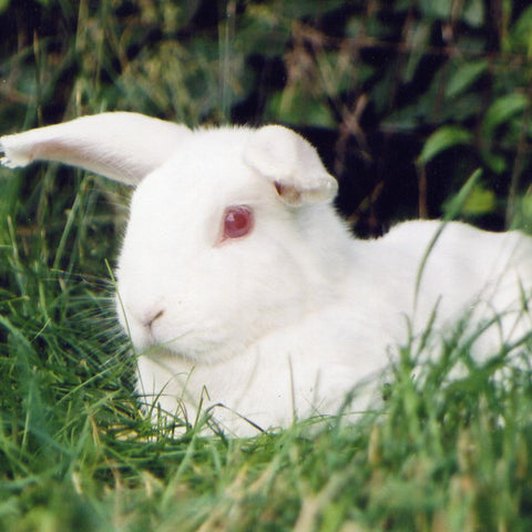 Give a gift that matters: a donation in your friend's name. Your gift will provide one month of care for a rescued rabbit.  By sponsoring a farm animal, you can